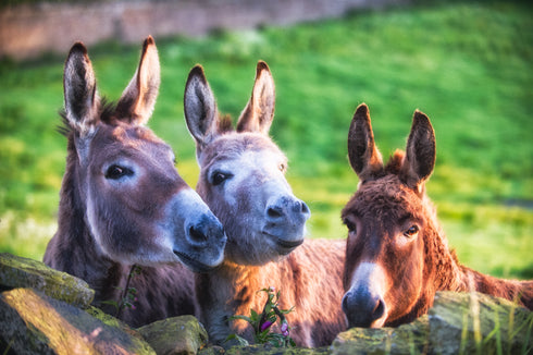 Pouting Donkeys Art Canvas